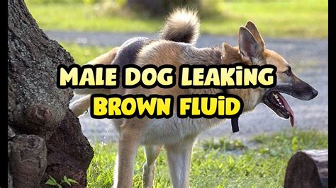 Male Dog is Leaking Brown Fluid – What to Do Next